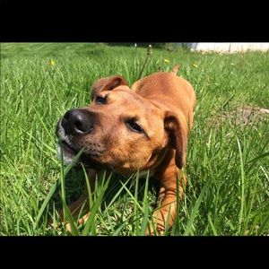 Meet your Posher, Sofia